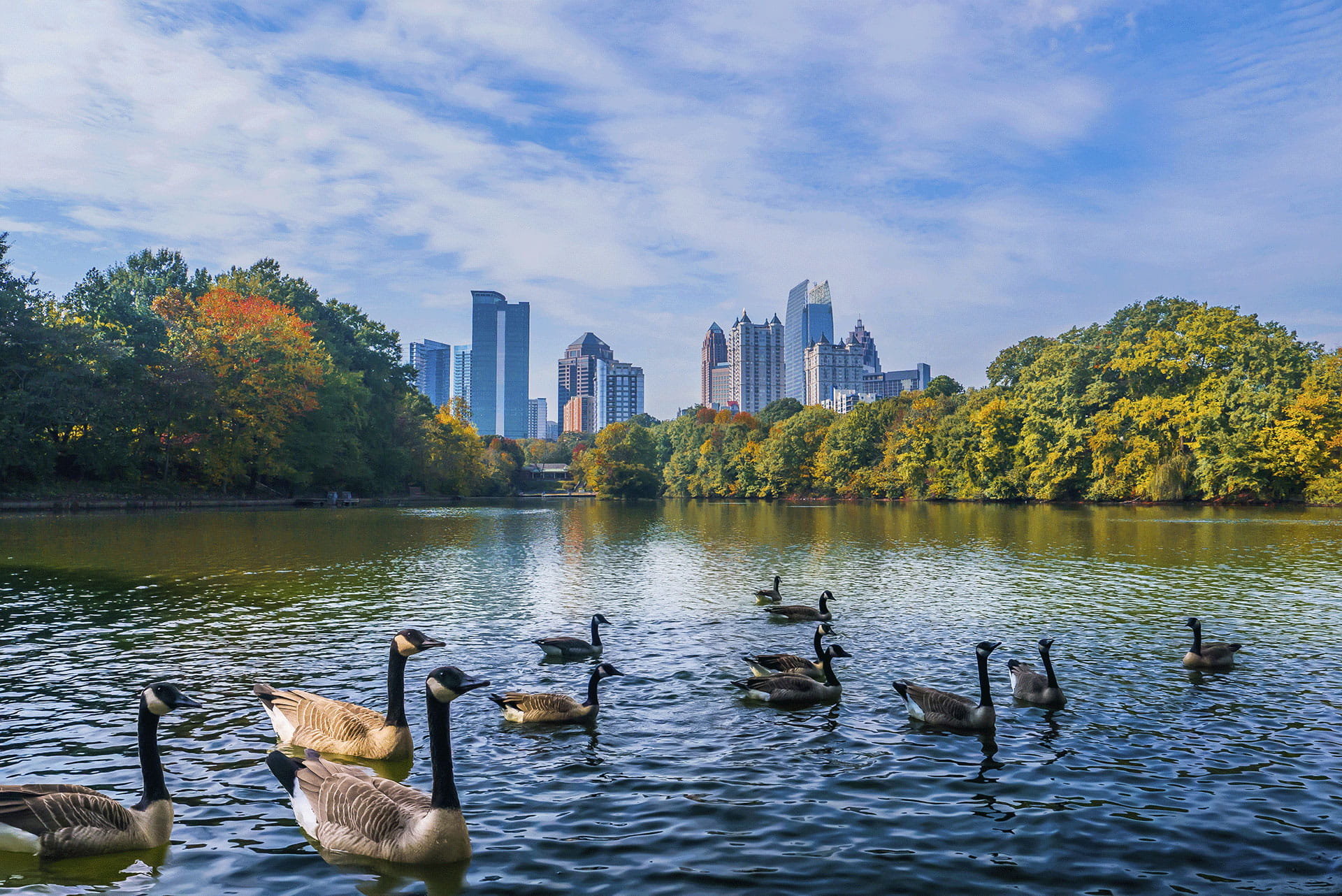 Ducks swimming in the river
